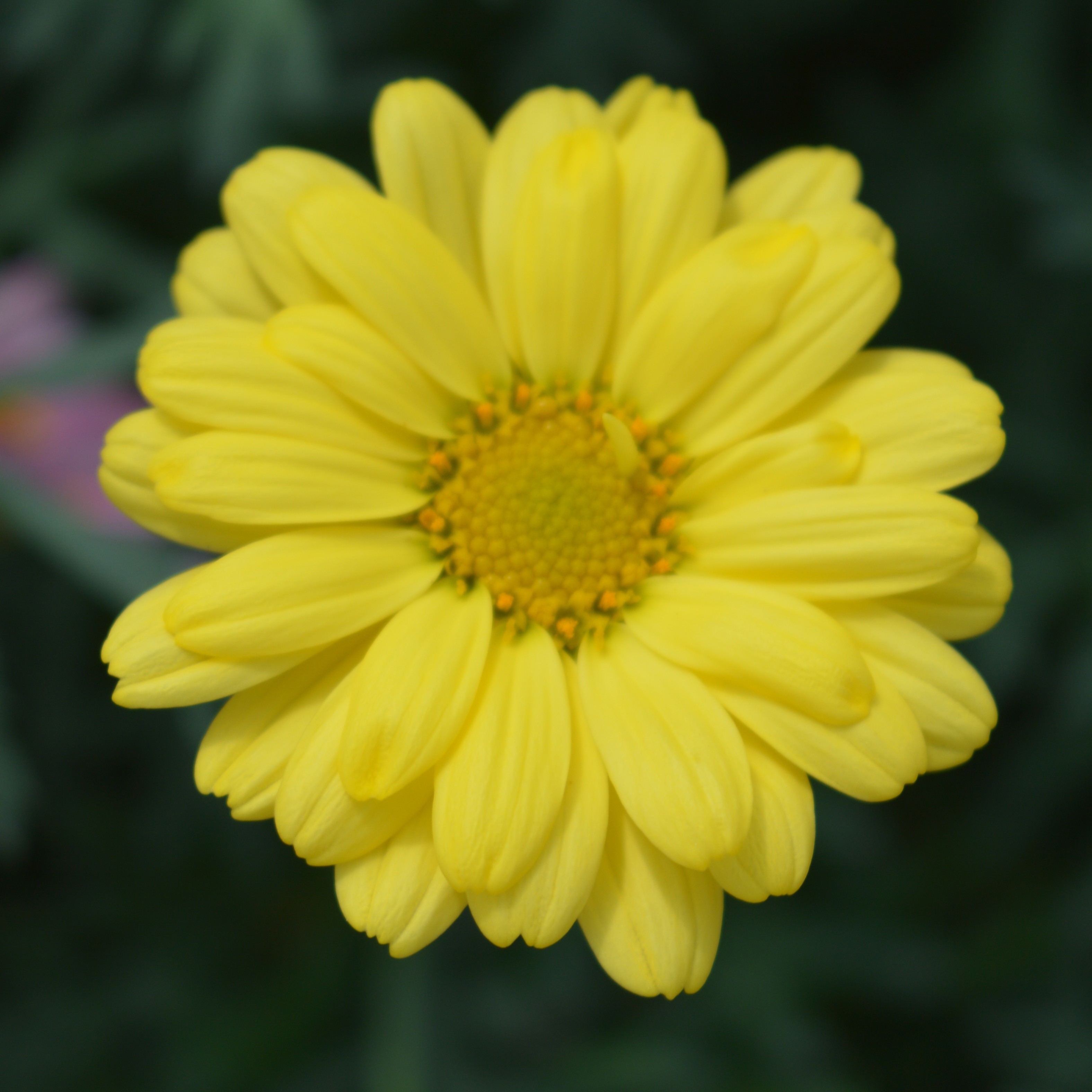 Agryranthemum Day-Zee Lemon Yellow